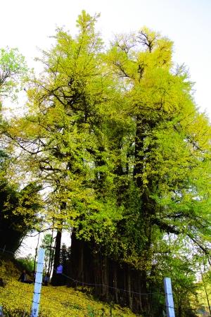 5000年樹齡銀杏王
